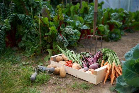 How to Grow Your Own Organic Vegetables and Herbs in Your Backyard