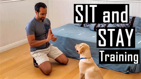 How to Train Your Dog to Do Amazing Tricks in 30 Days